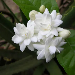 5 Layer Malli