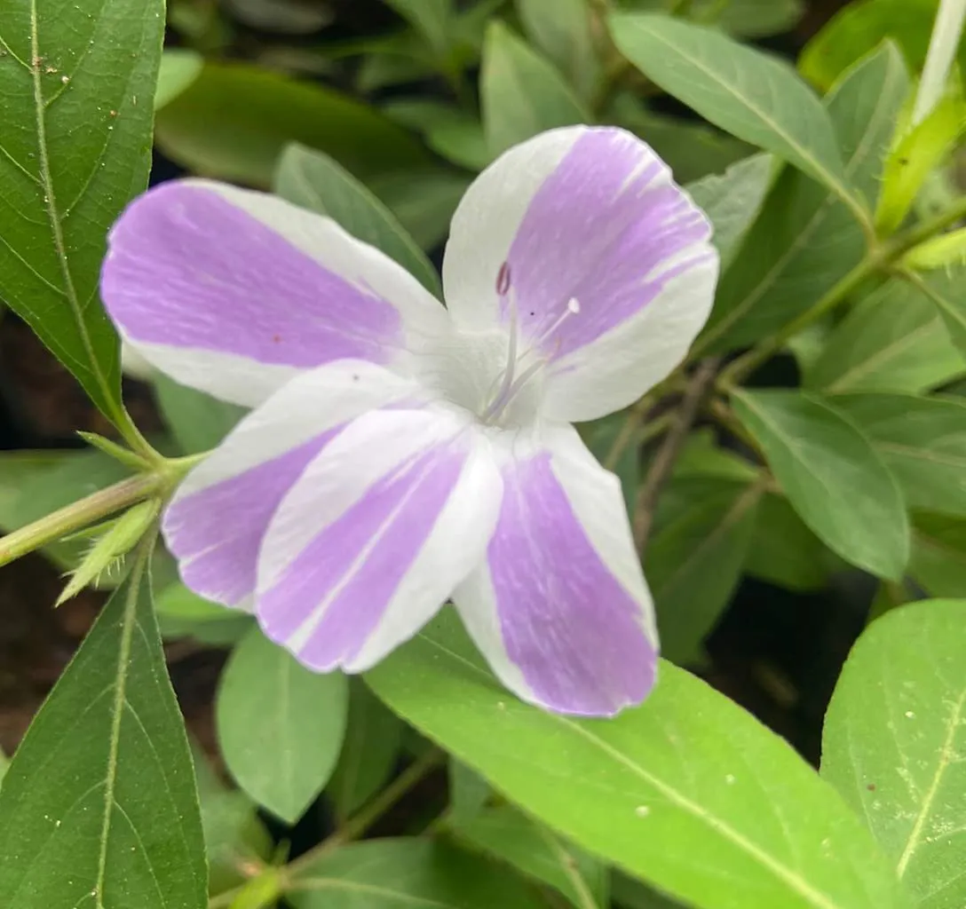 Barleria (two colour)