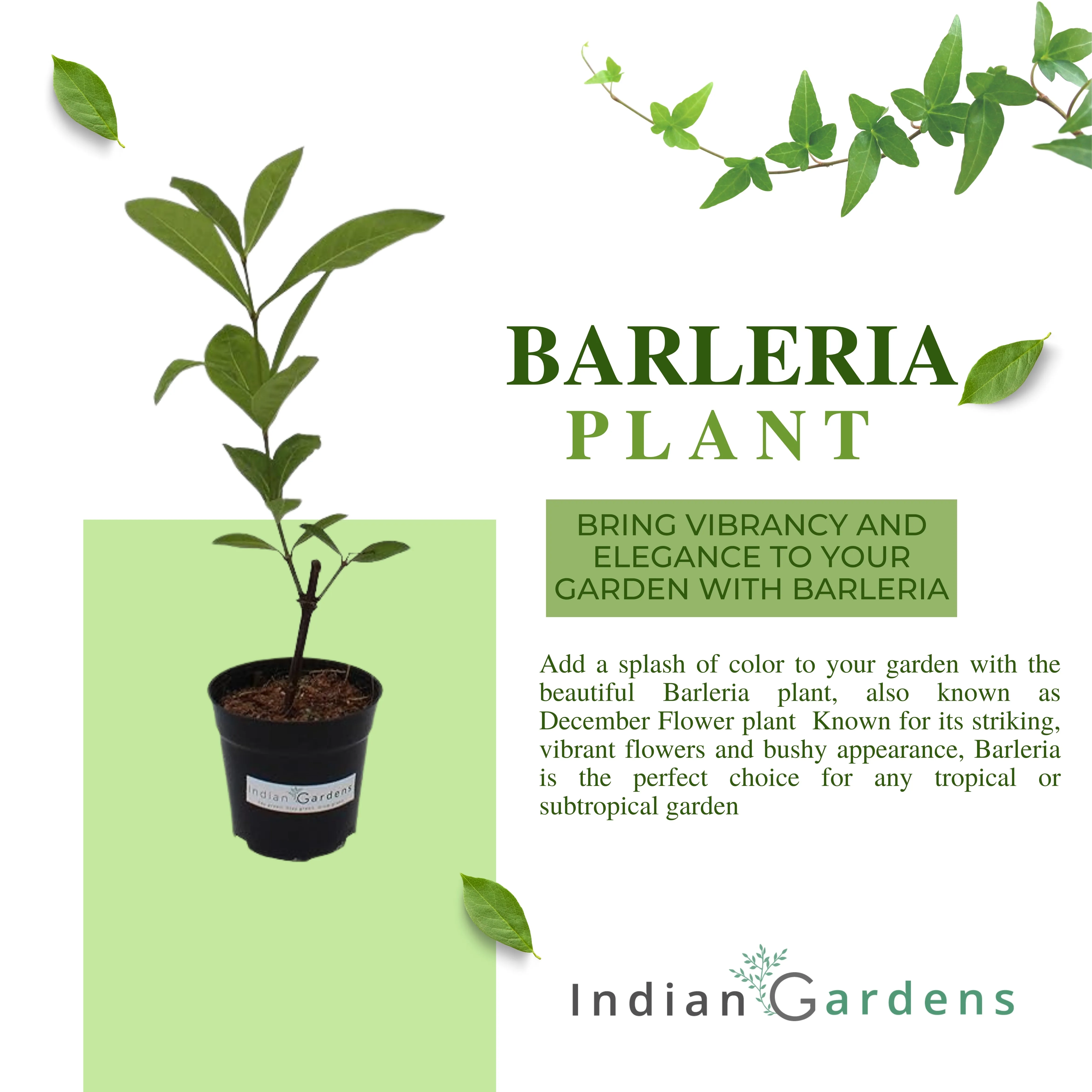 Barleria (two colour)
