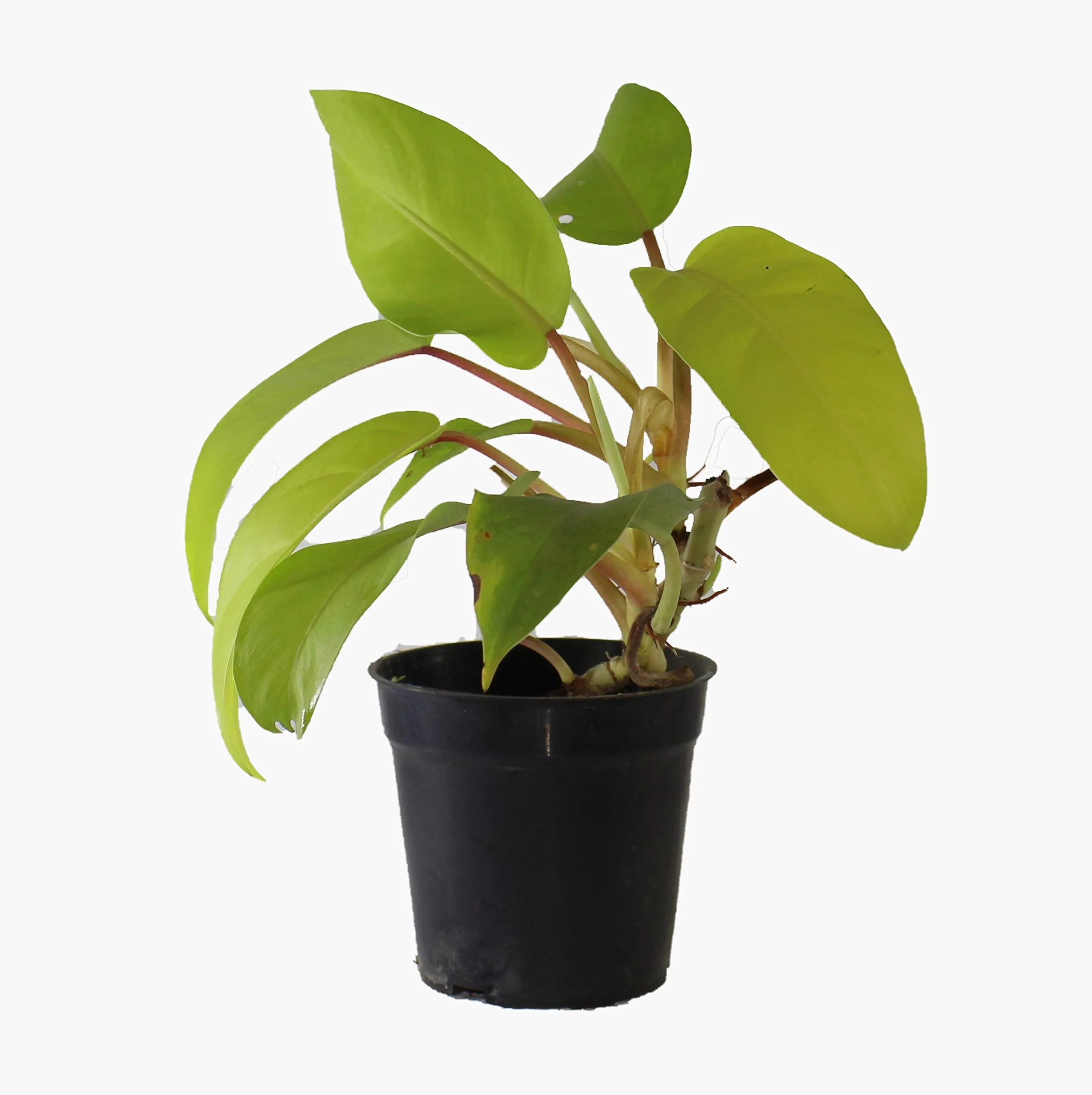 Ceylon Plant