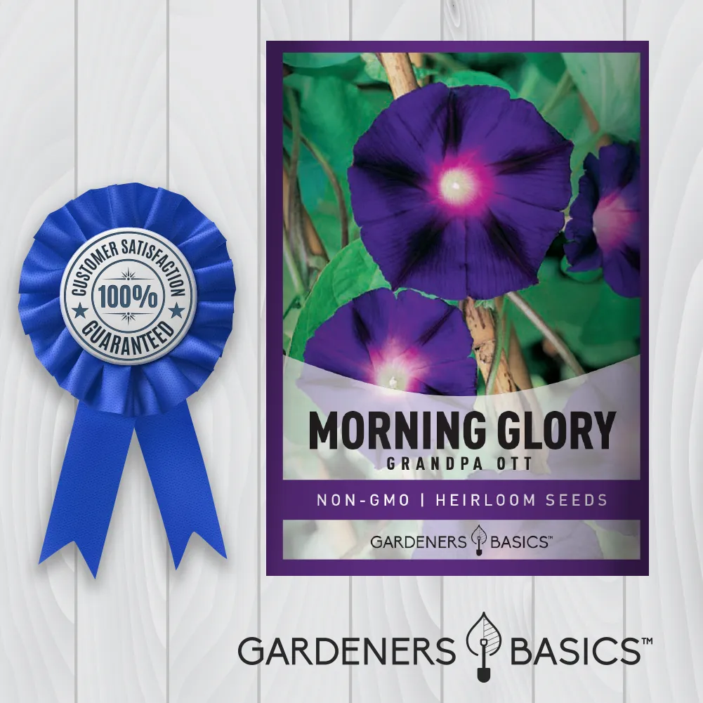 Grandpa Ott Morning Glory Seeds