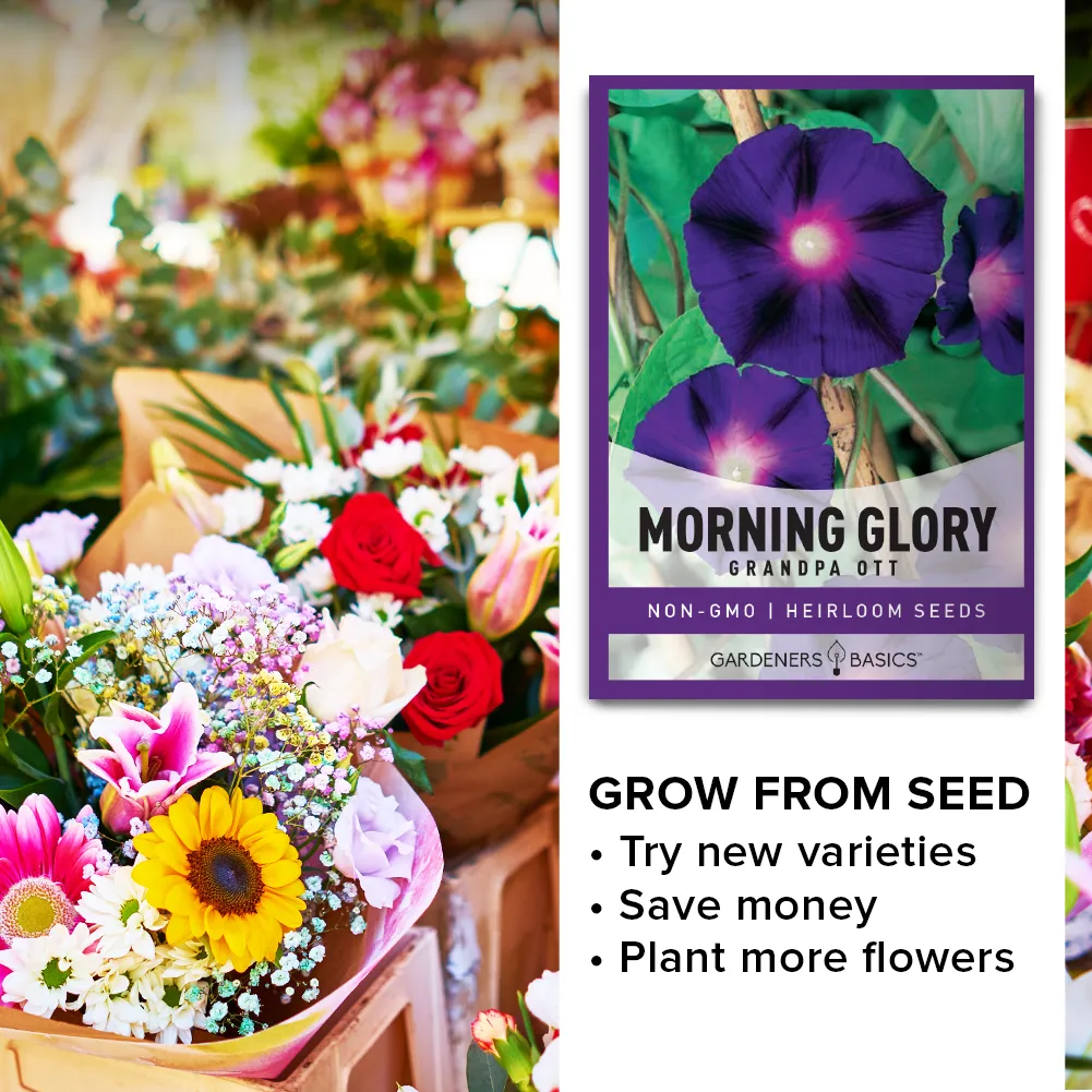 Grandpa Ott Morning Glory Seeds