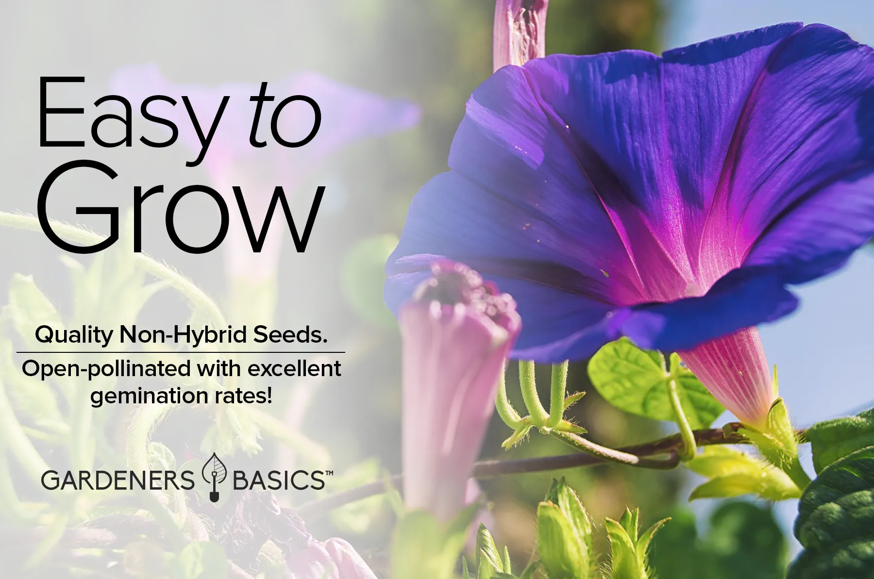 Grandpa Ott Morning Glory Seeds