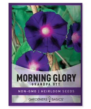 Grandpa Ott Morning Glory Seeds