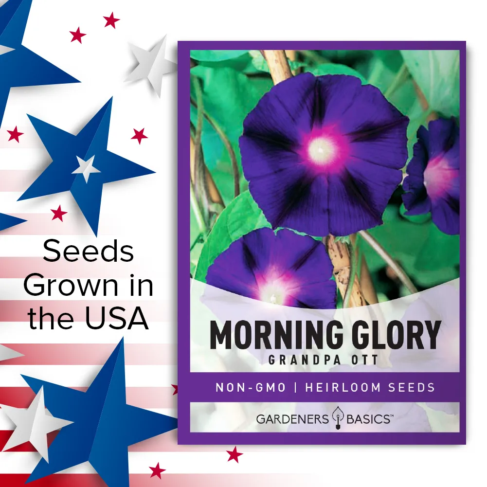 Grandpa Ott Morning Glory Seeds