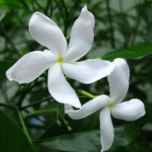 Nanthiyavattai Star
